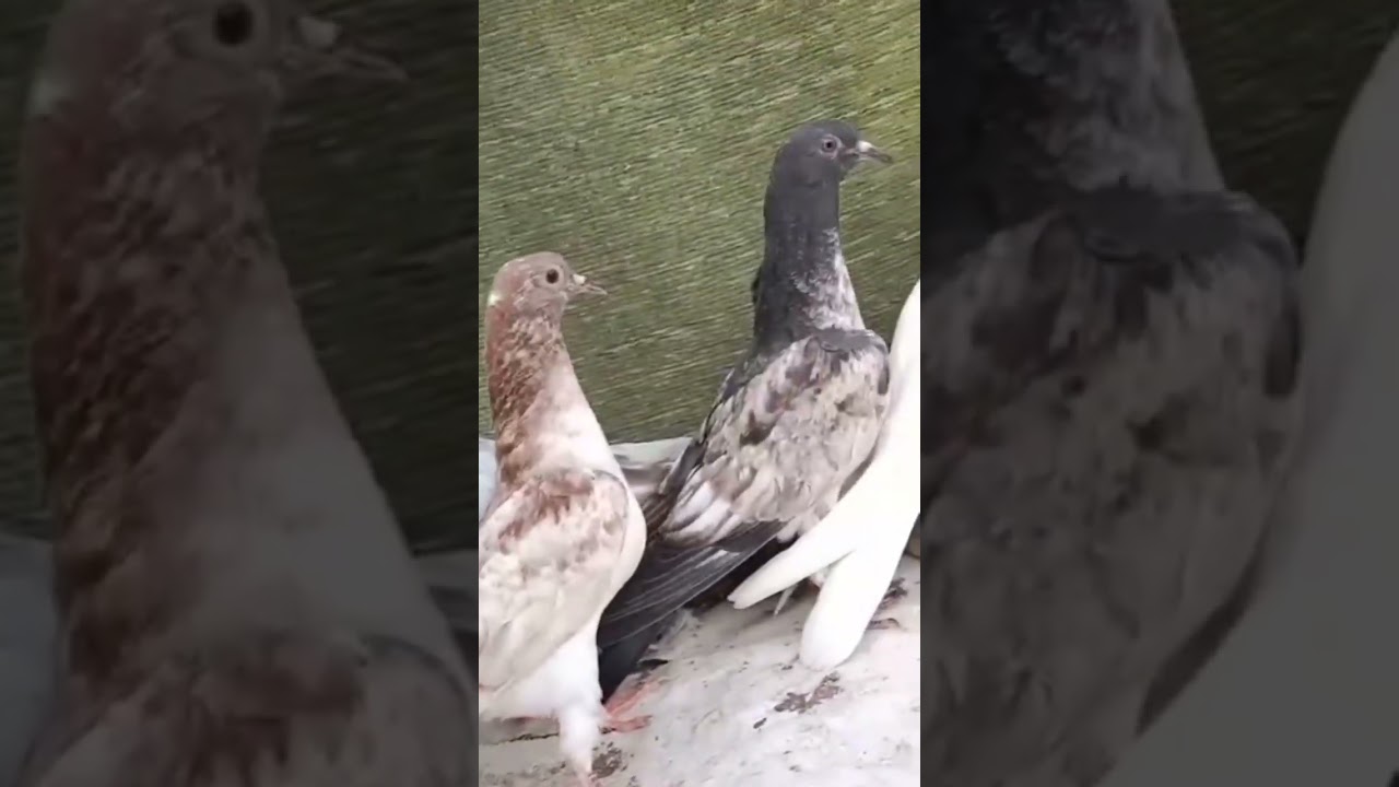 Feroz-pore White Pigeons | Ahsan Birds Channel
