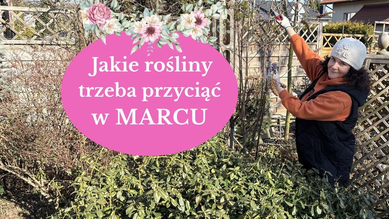 Od czego zacząć prace ogrodowe w MARCU. Jak ciąć na wiosnę Hortensje, Powojniki, Budleje, Róże
