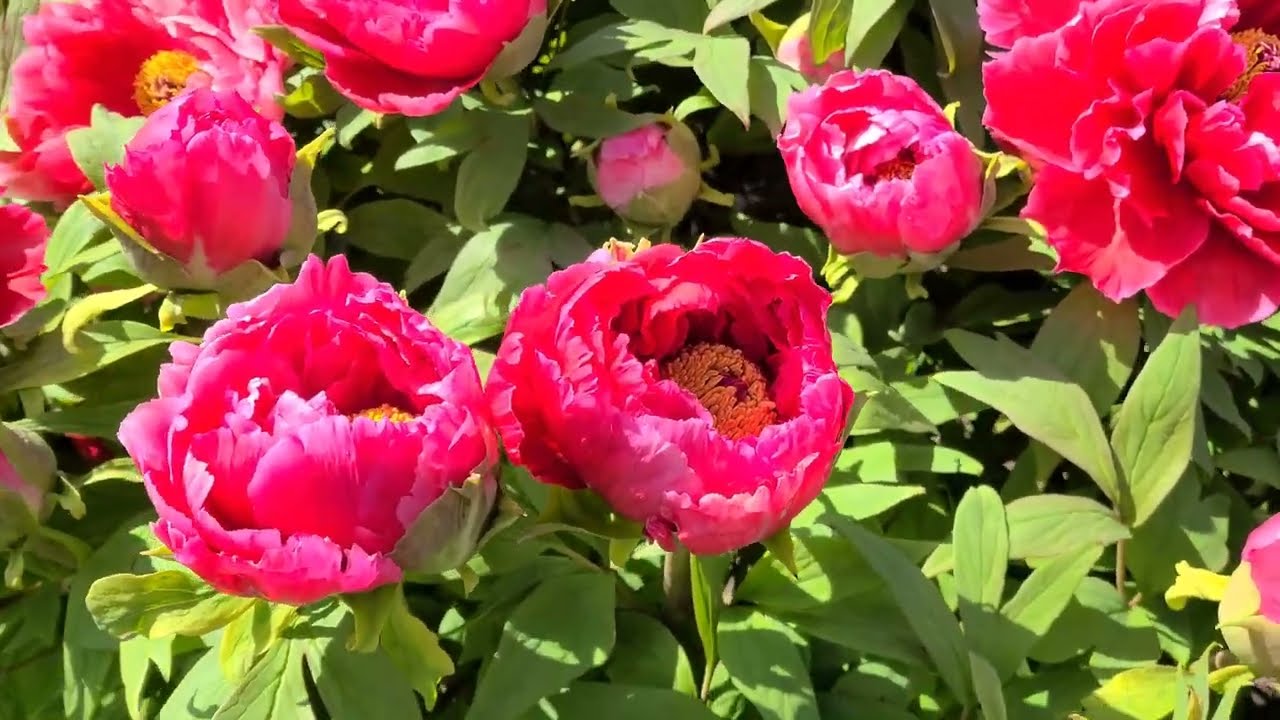 4-13-2024 Peony Garden 1
