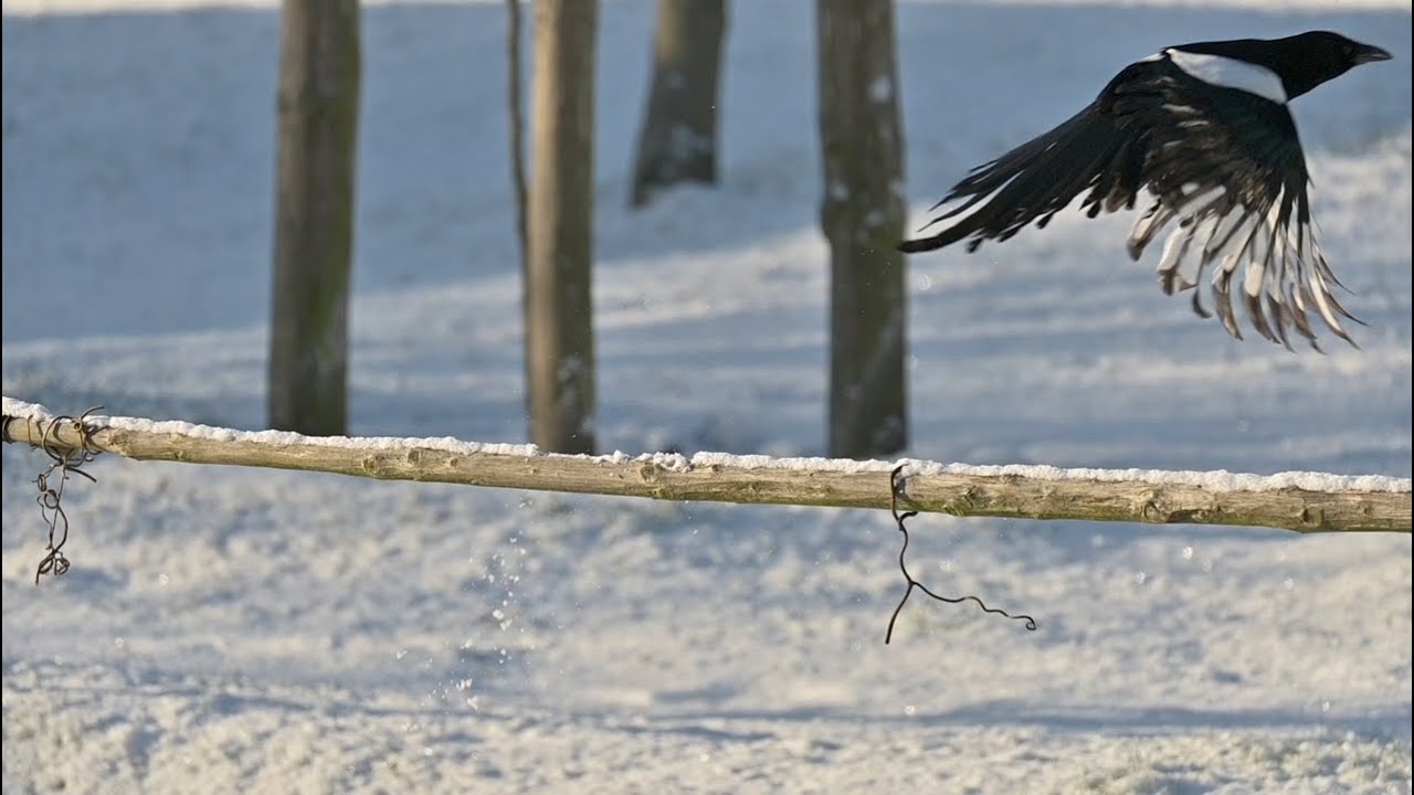 Die Geschichte der Elster Else (die Else-Story), Teil 10
