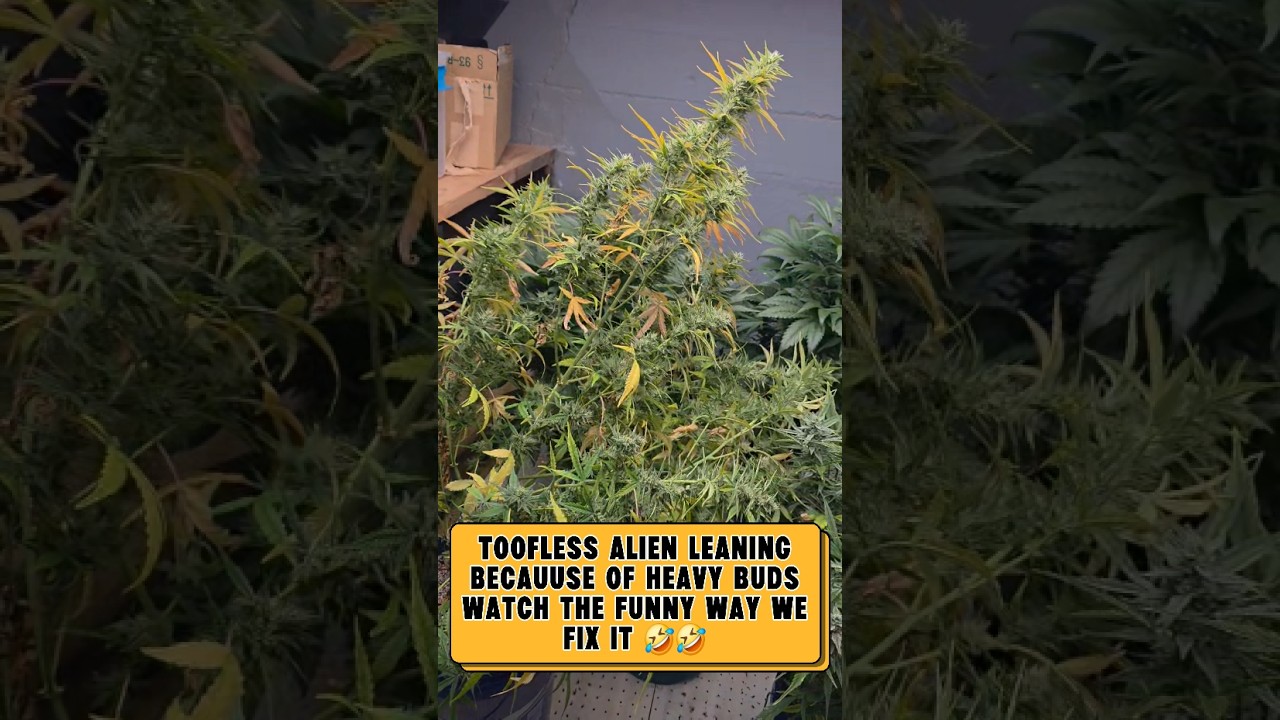 When Your Toofless Alien Can&rsquo;t Stand the Weight 😂 | Autoflower Grow Update