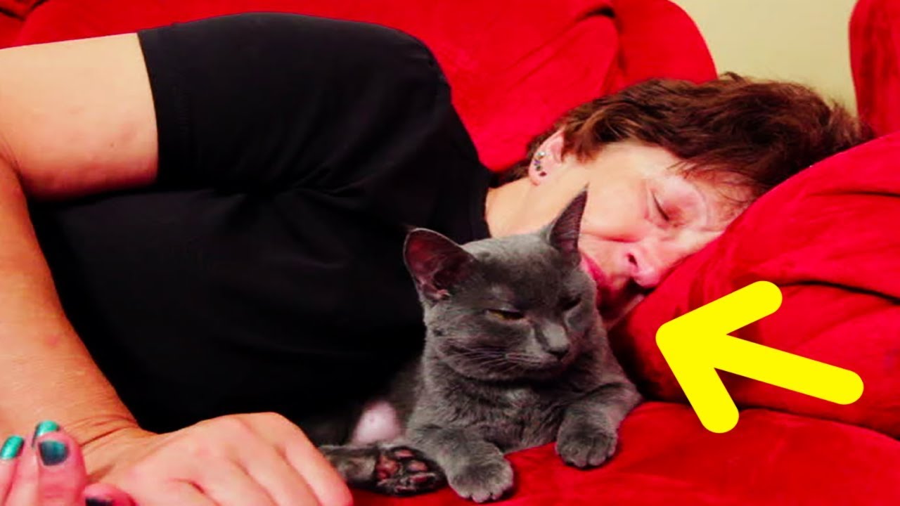 Here&rsquo;s What It Really Means When Your Cat Curls Up With You For Cuddles
