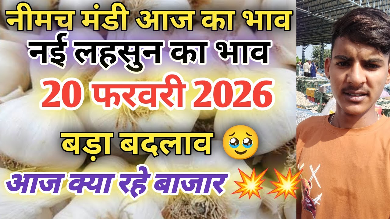 नीमच मंडी आज का नई लहसुन का भाव  / Neemuch mandi bhav today /Neemuch mandi lahsun bhav
