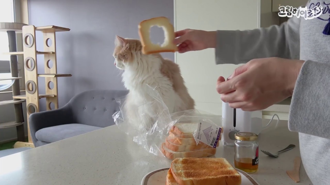 식빵 고양이가 너무 귀여워서 웃음을 멈출 수가 없어요