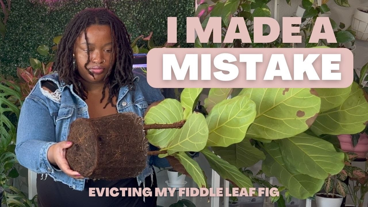 I Thought My FIDDLE LEAF FIG was dying | Repotting & Care Tips for Healthy Growth