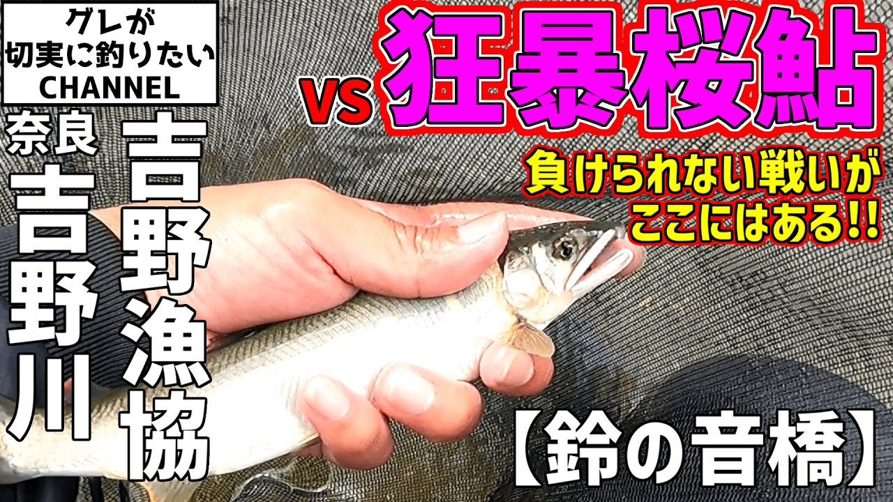 【鮎釣り＃16】「狂暴桜鮎」本領発揮?!【吉野川『鈴の音』】2021年8月22日