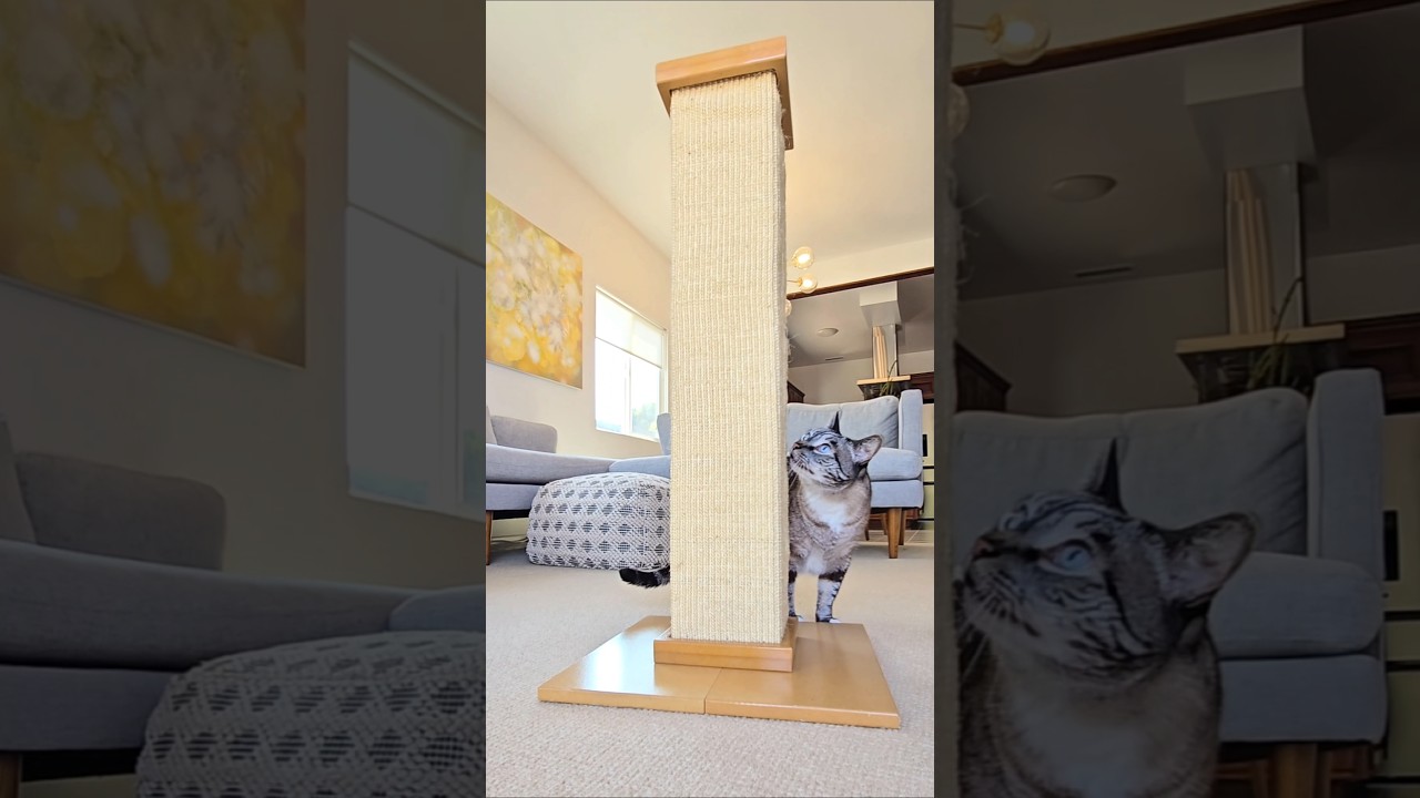 Kitty&rsquo;s first reaction 😻 SmartCat Ultimate Scratching Post review