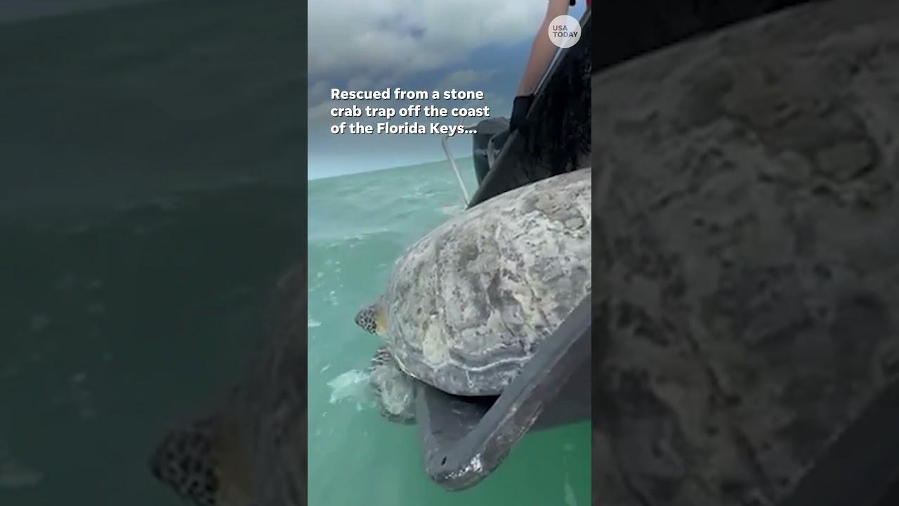 Sea turtle with amputated flipper makes trek back home #Shorts