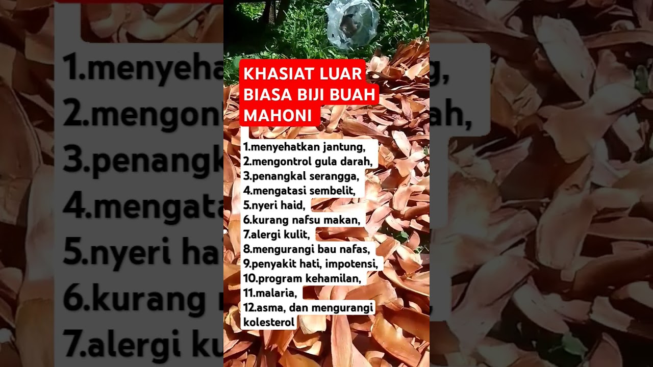 Segudang Manfaat Luar Biasa Buah Mahoni #mahoi #Bijimahoni #manfaat buah mahoni