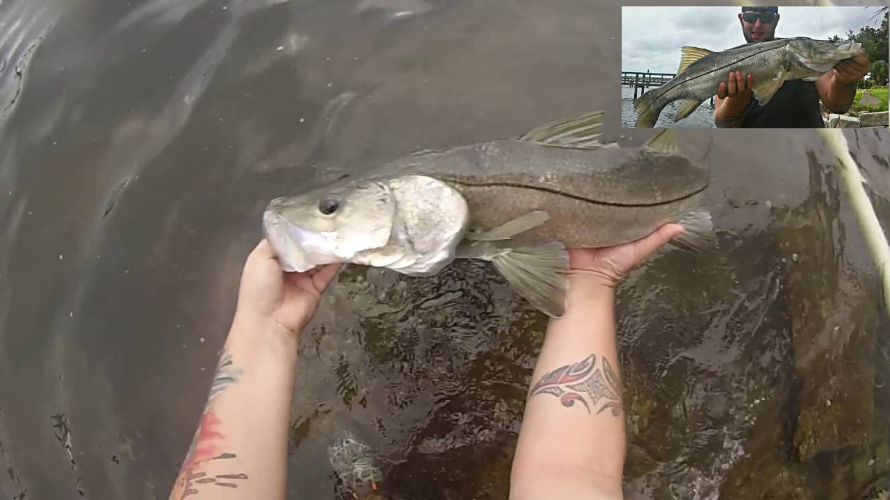 Sight Casting a Snook!