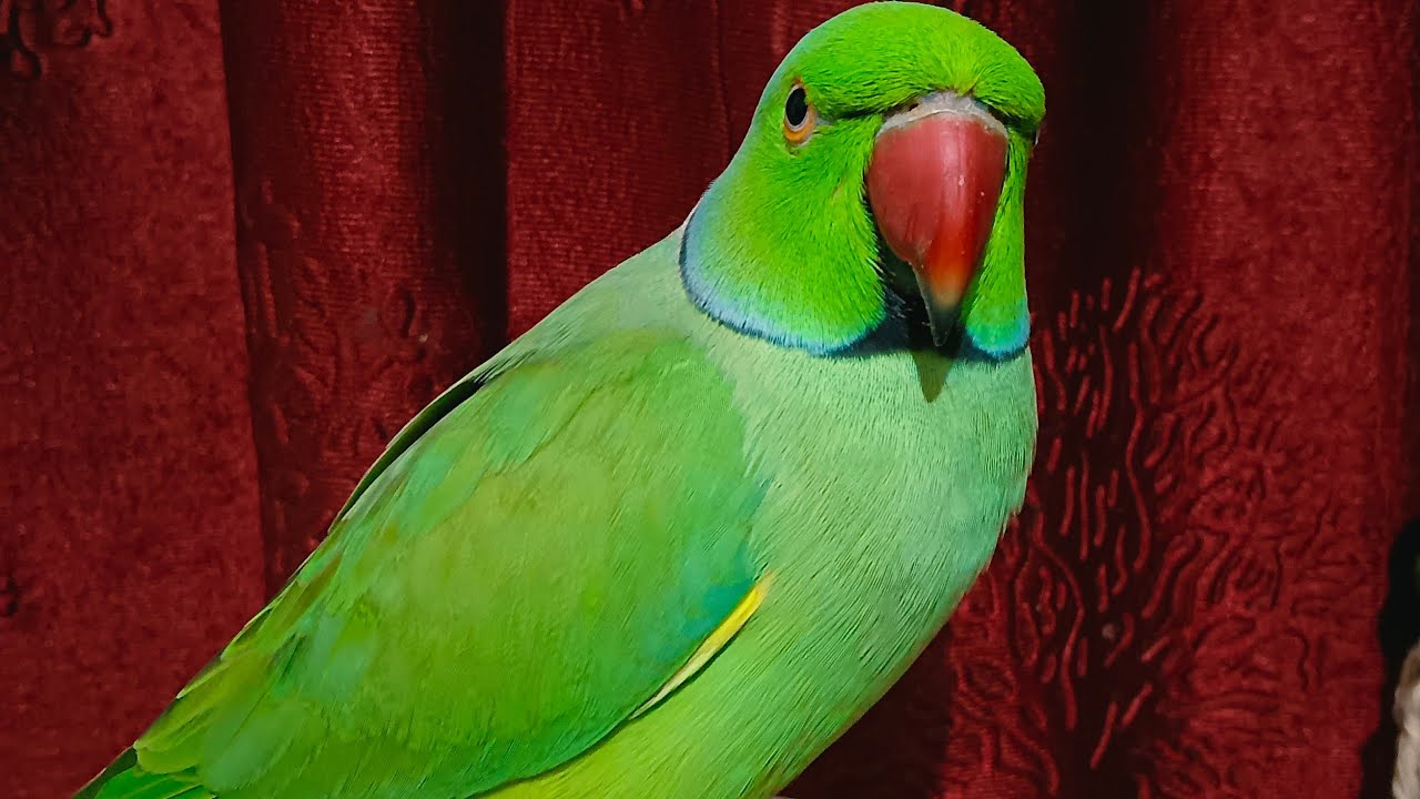 Ring Neck Parrot Live 🦜