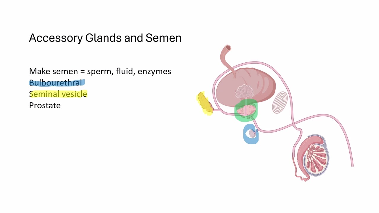 Accessory Glands and Semen