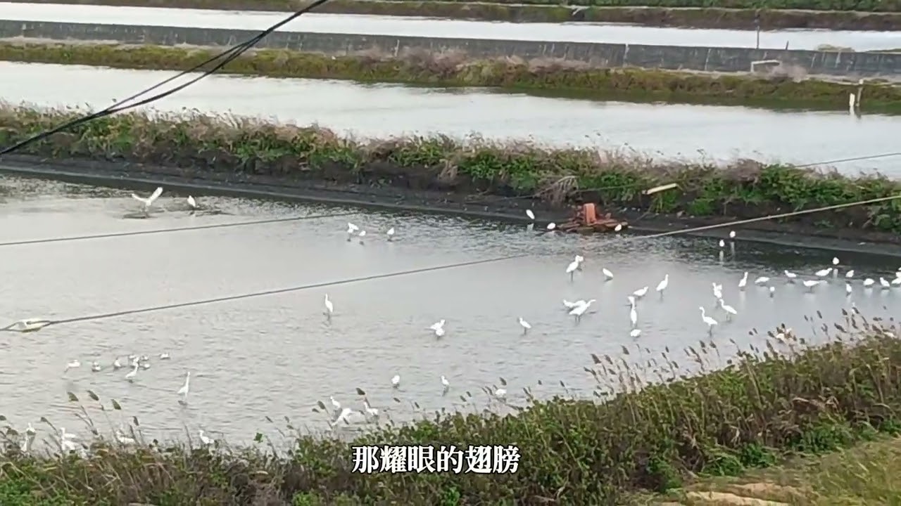 🔊🌻熾熱的燦爛~白鷺鷥