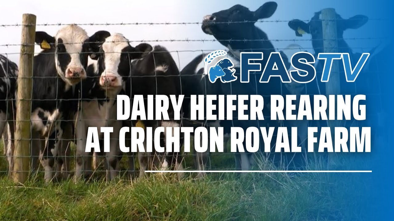 FAS TV Series 4 Ep1: Dairy Heifer Rearing at Crichton Royal Farm