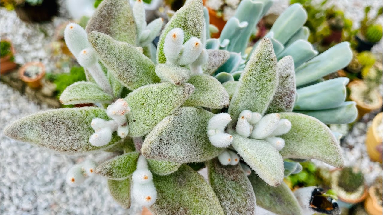 10 SUCULENTAS DE TIRAR O FÔLEGO 10 KALANCHOES MARAVILHOSAS