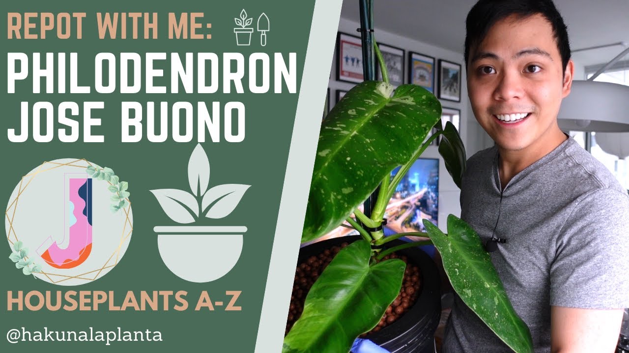 Repot With Me - Philodendron Jose Buono (Houseplants A-Z) - PART 2 - LECA & Passive/Semi Hydroponics