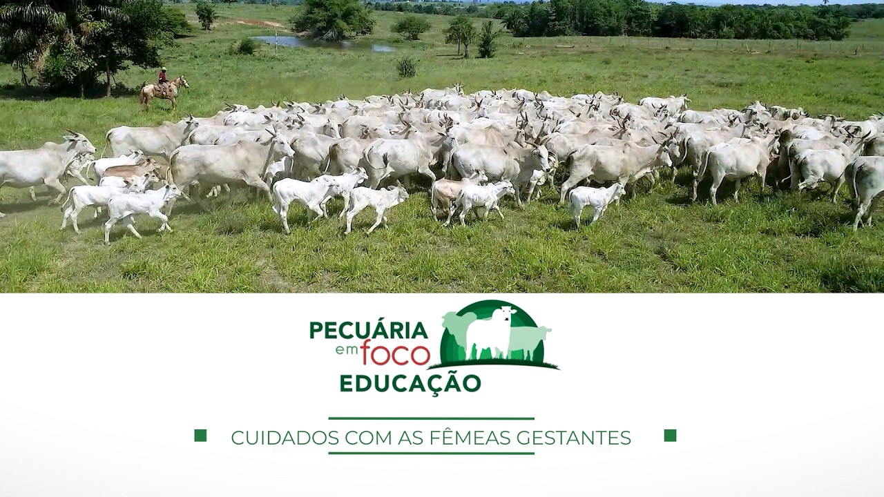 27 - CUIDADOS COM AS FÊMEAS GESTANTES - PECUÁRIA EM FOCO EDUCAÇÃO