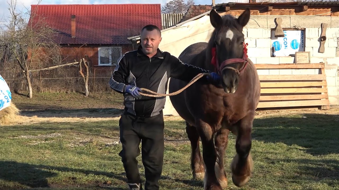 Iapa lui Cornel de la Sabolciu, Bihor - 2022 Nou!!!