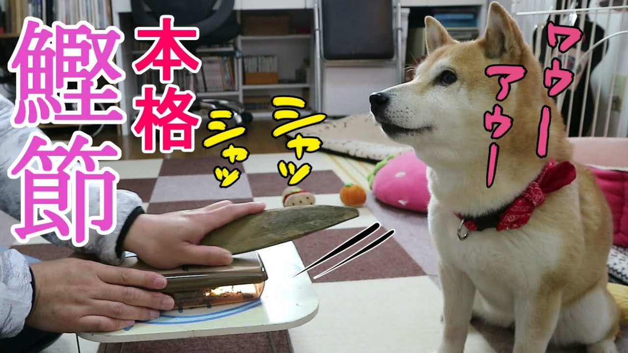 柴犬小春　【ASMR】完全フライング！香り立つ削りたての鰹節にブレーキ崩壊！Shiba loves dried bonito flakes!