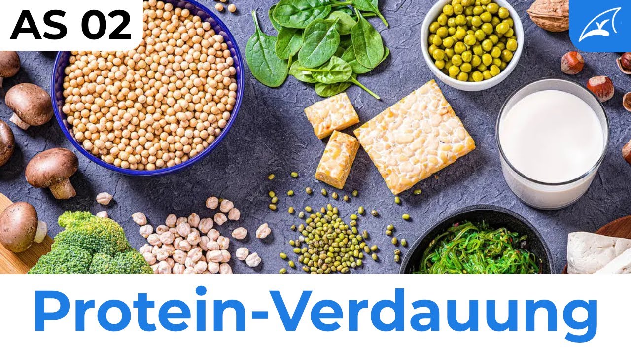 Proteinverdauung - einfach erklärt! // Wie Eiweiß aus unserer Nahrung ins Blut gelangt ...