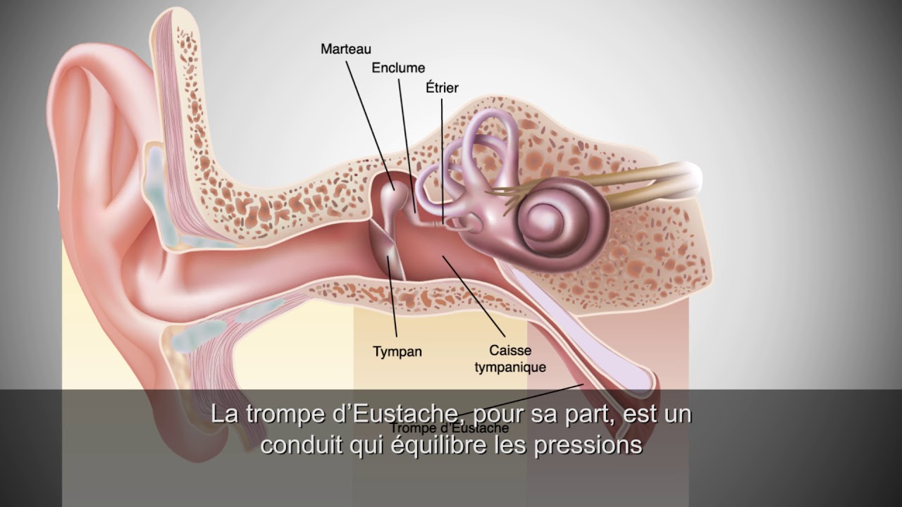 L&rsquo;anatomie de l&rsquo;oreille humaine