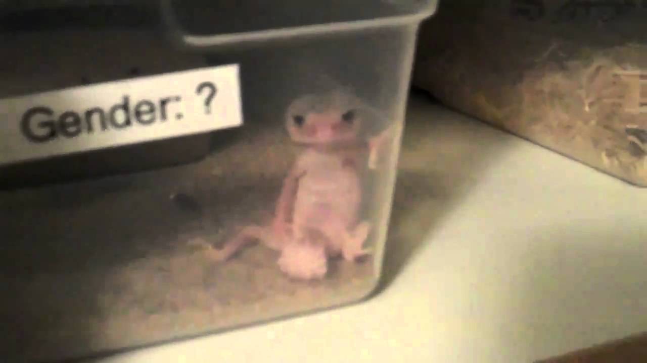 N. Wheeleri, Knob tail gecko hang'n out.