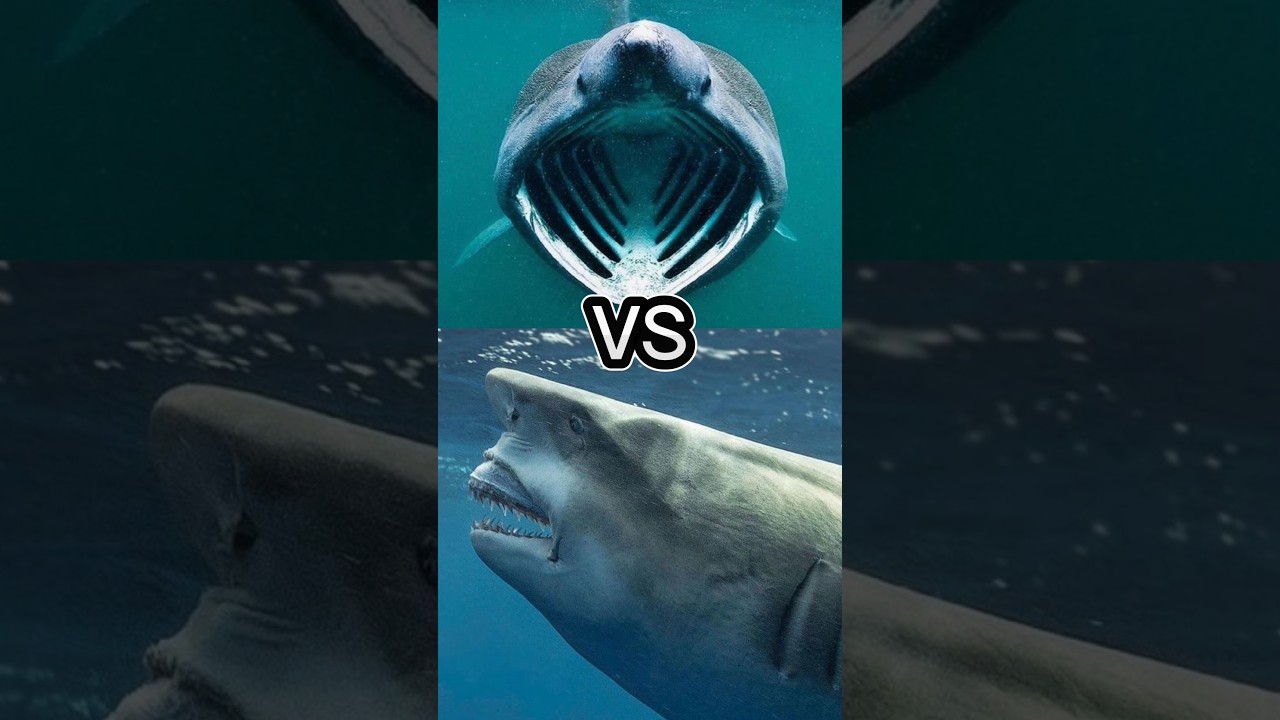 MEGAMOUTH SHARK VERSUS BULL SHARK, GREAT WHITE SHARK, NURSE SHARK, BITE FORCE