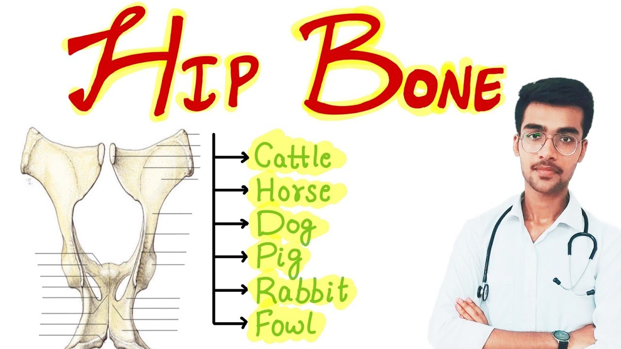 Hip Bone || Species differences 🔥🔥|| Aniket tyagi