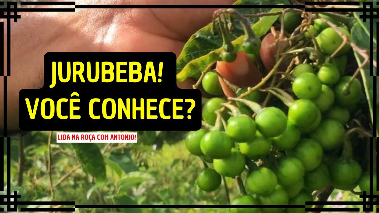JURUBEBA- O ANTIBIÓTICO CICATRIZANTE EFICAZ E PARA O FÍGADO!