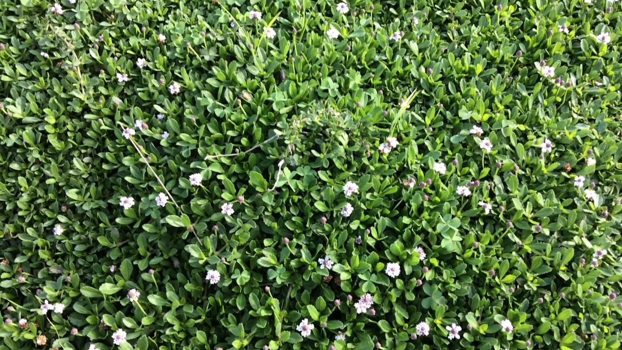 Kurapia, an alternative ground covering