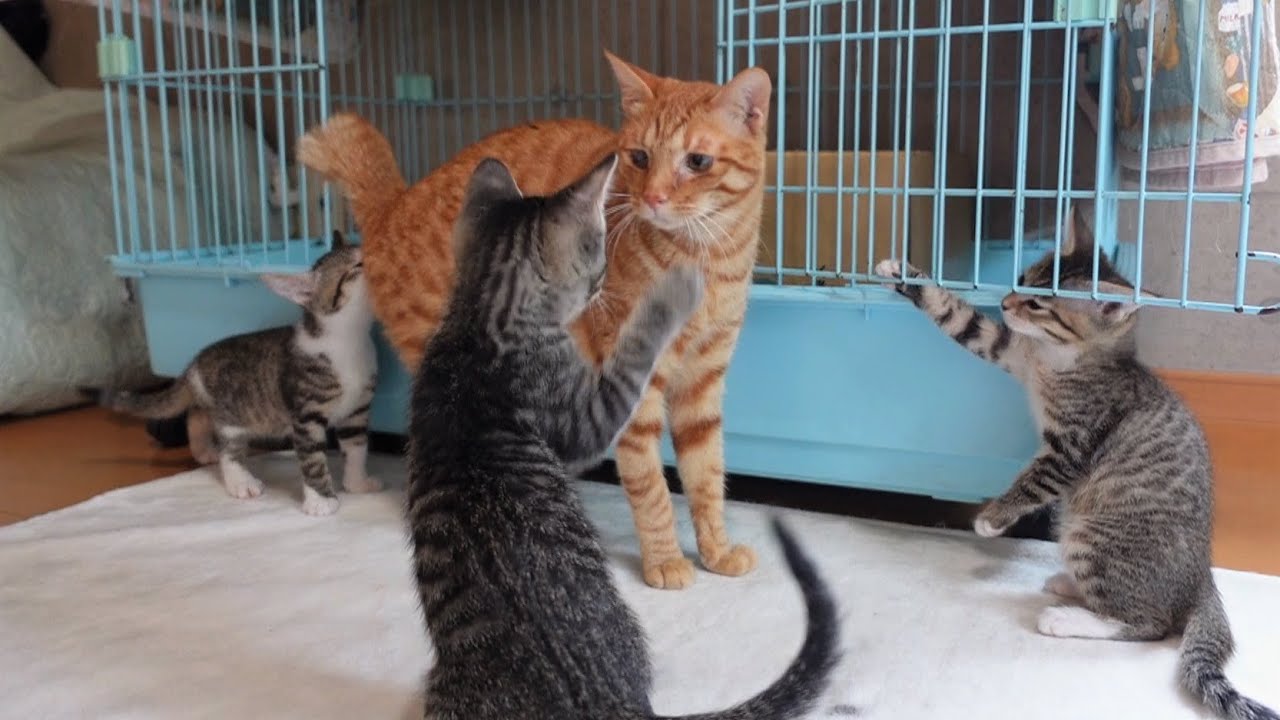 子猫達と先住猫が初めて対面したらこうなりました