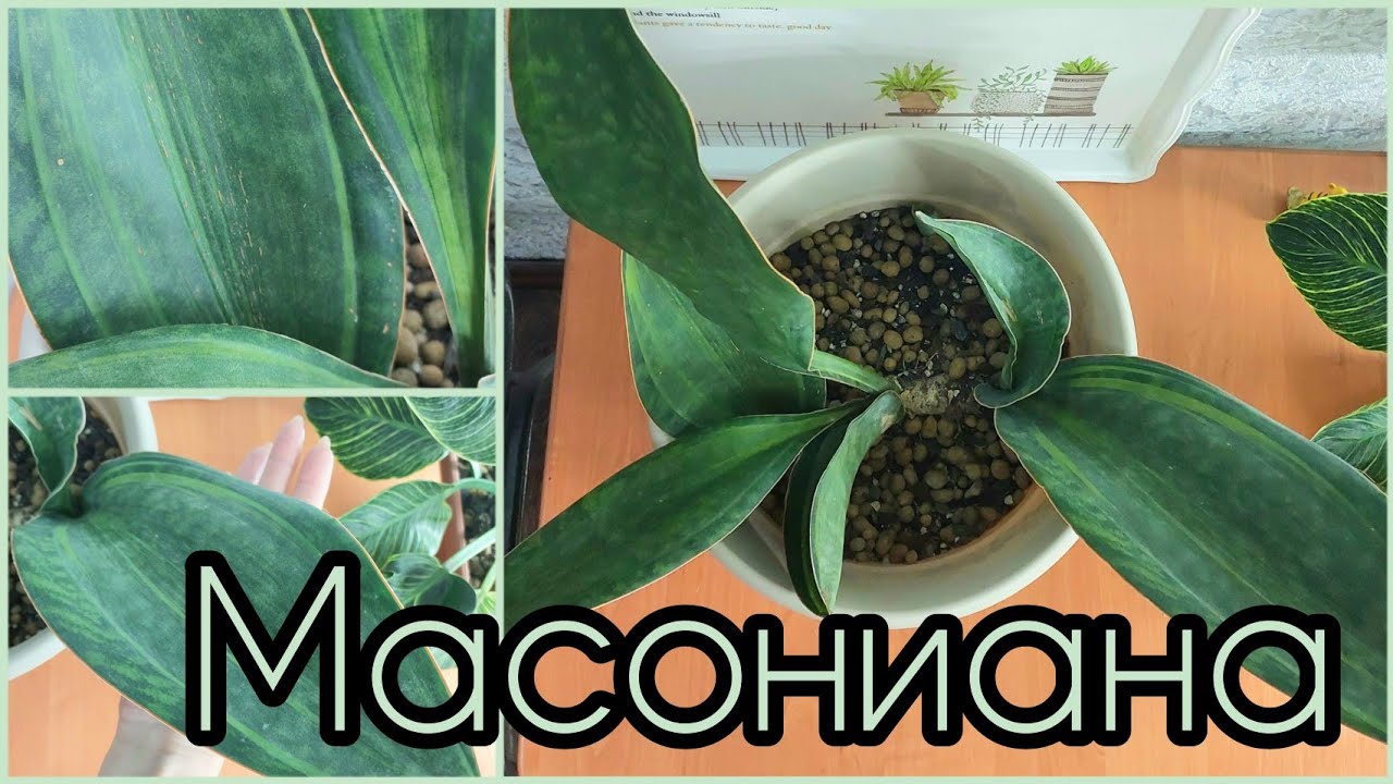 Ну и #комментарии 🫣🤣 #Сансевиерия Масониана впечатляет не только меня🌱 #содержание #уход #освещение