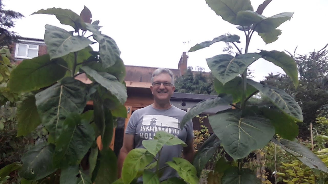 My 3 Tamarillos, mid September update, time to do some pruning back