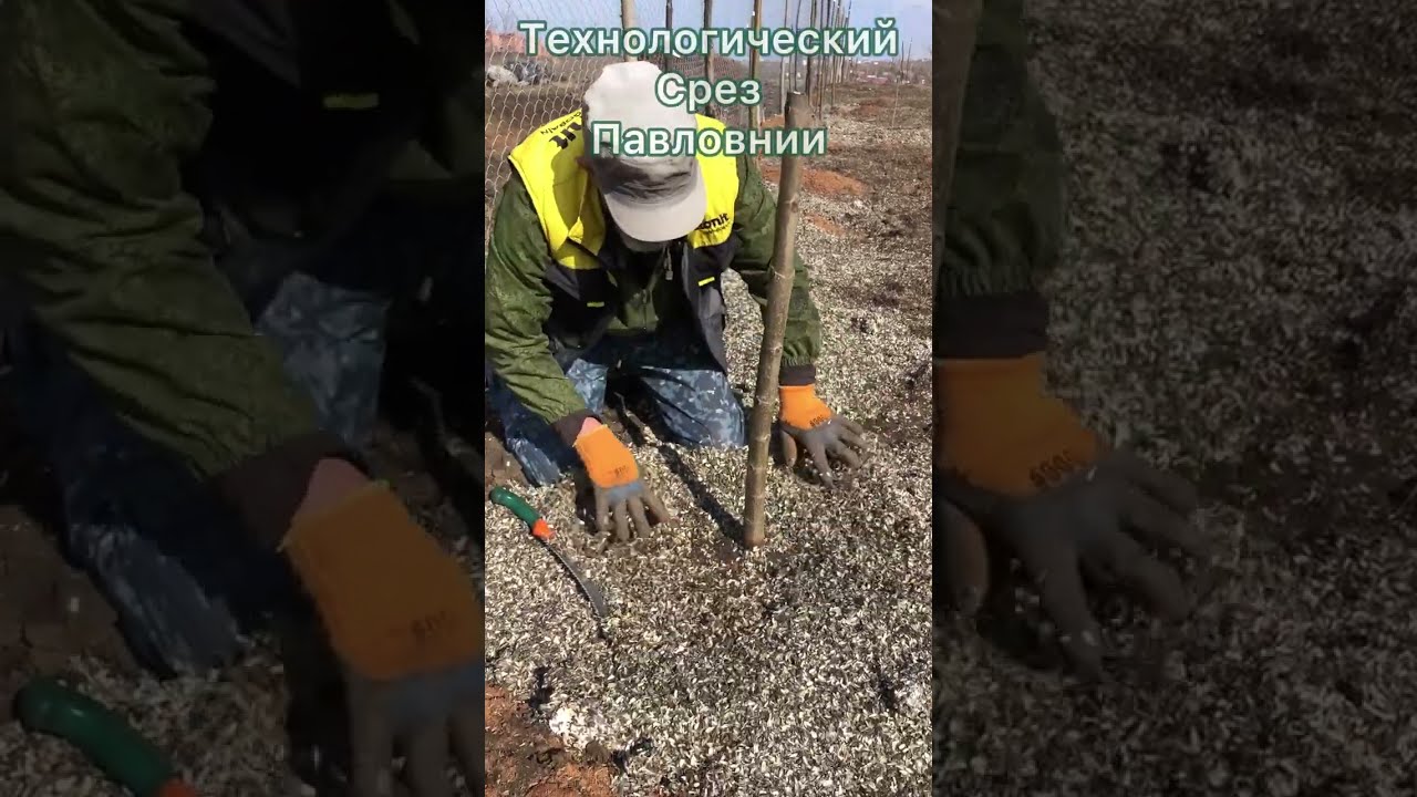 Техсрез для Павловнии. Как его сделать