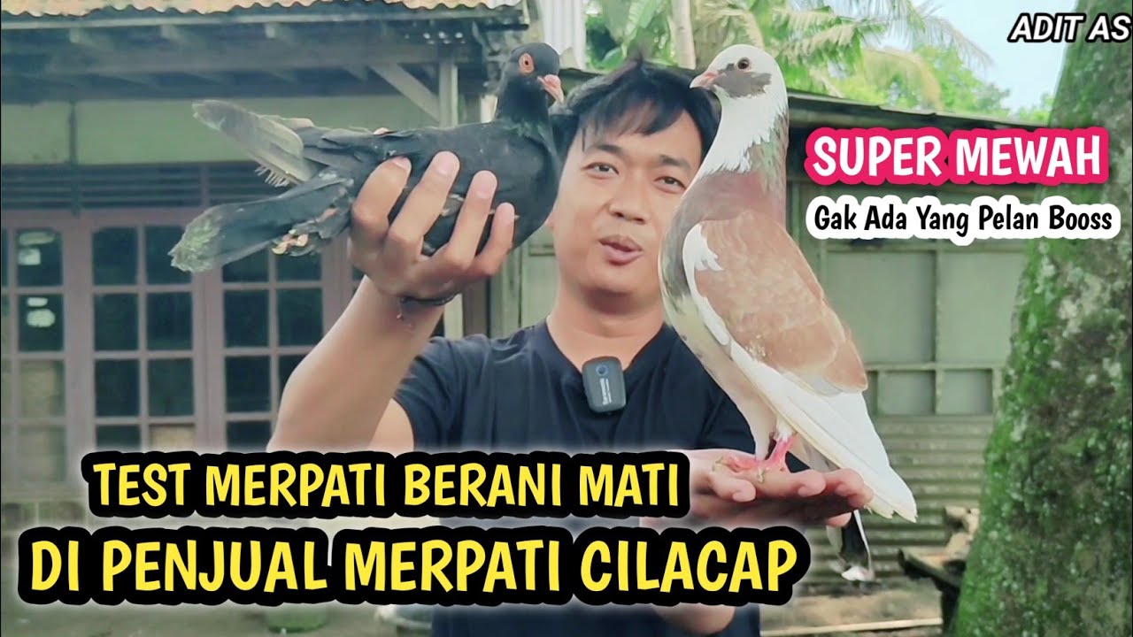 Tes Merpati Over CC Berani Mati Di Penjual VIRAL Cilacap‼️