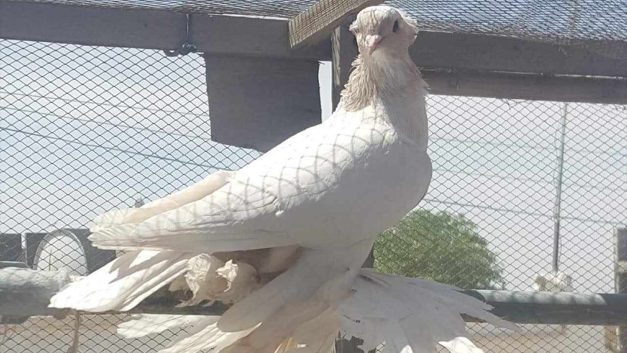 طيور صفر من كافة الانواع الزيراي والجوزي والنومائي والشكري والاشعل بصفر