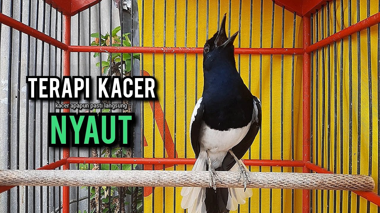 kacer gacor NGEPLONG tarung ini paling ampuh buat PANCINGAN KACER agar EMOSI