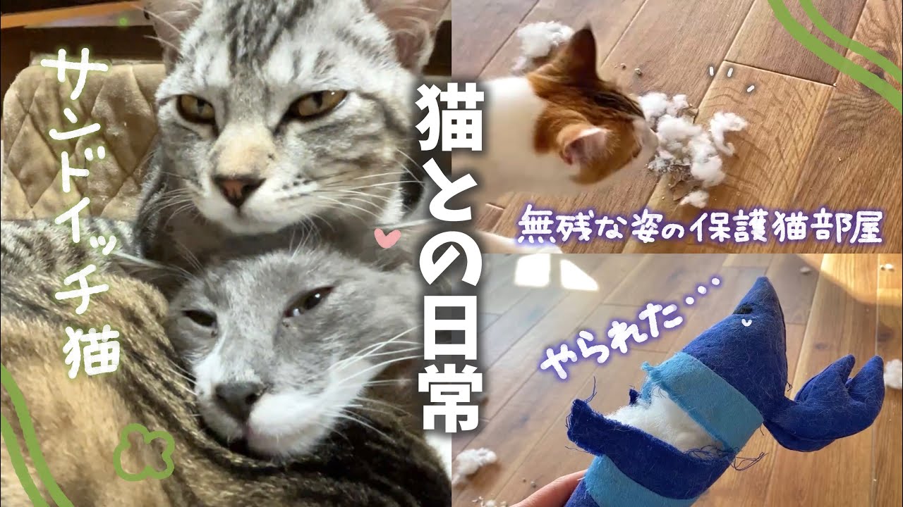保護猫部屋に入ったらとても無惨な光景が広がっていました…😭 | お兄ちゃんの間に挟まるのが大好きな弟猫💕