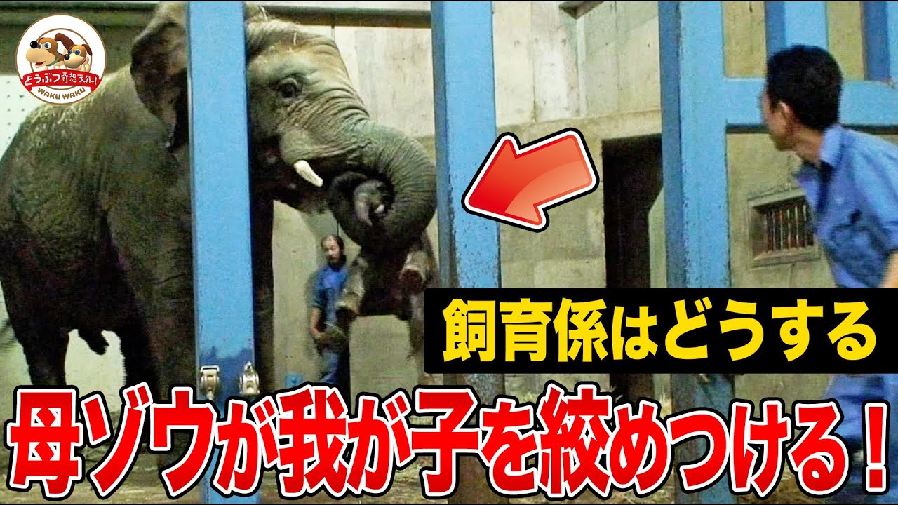 【感動】母親ゾウの問題行動から赤ちゃんを救出せよ！日本初アフリカゾウの人工哺育に挑んだ「とべ動物園」の記録 Part1【どうぶつ奇想天外／WAKUWAKU】