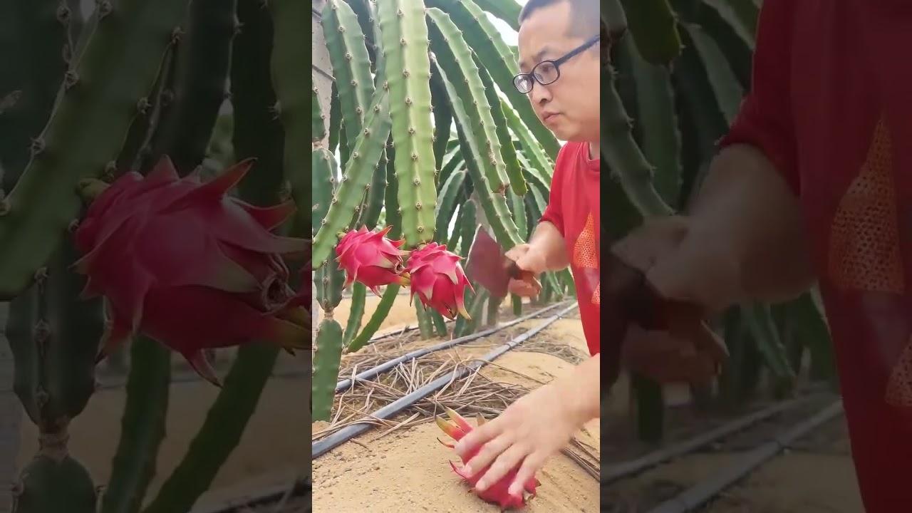 🌵 Dragon Fruit Harvesting Made Easy! 🔥 | Smart Farming Technique for Higher Yield 🚜🌱✨