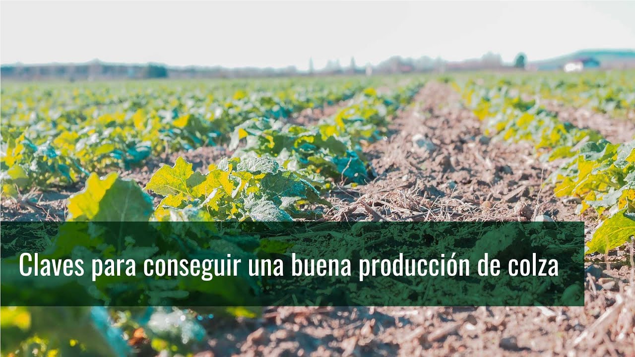 Claves para conseguir una buena producción de colza