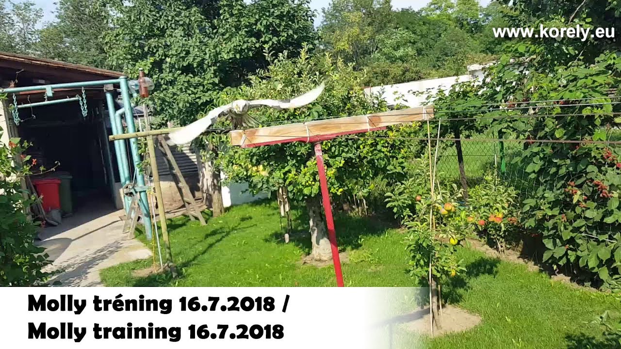 Molly tr&eacute;ning pokračuje / Molly baby cockatiel training to free fly │KorelyEu