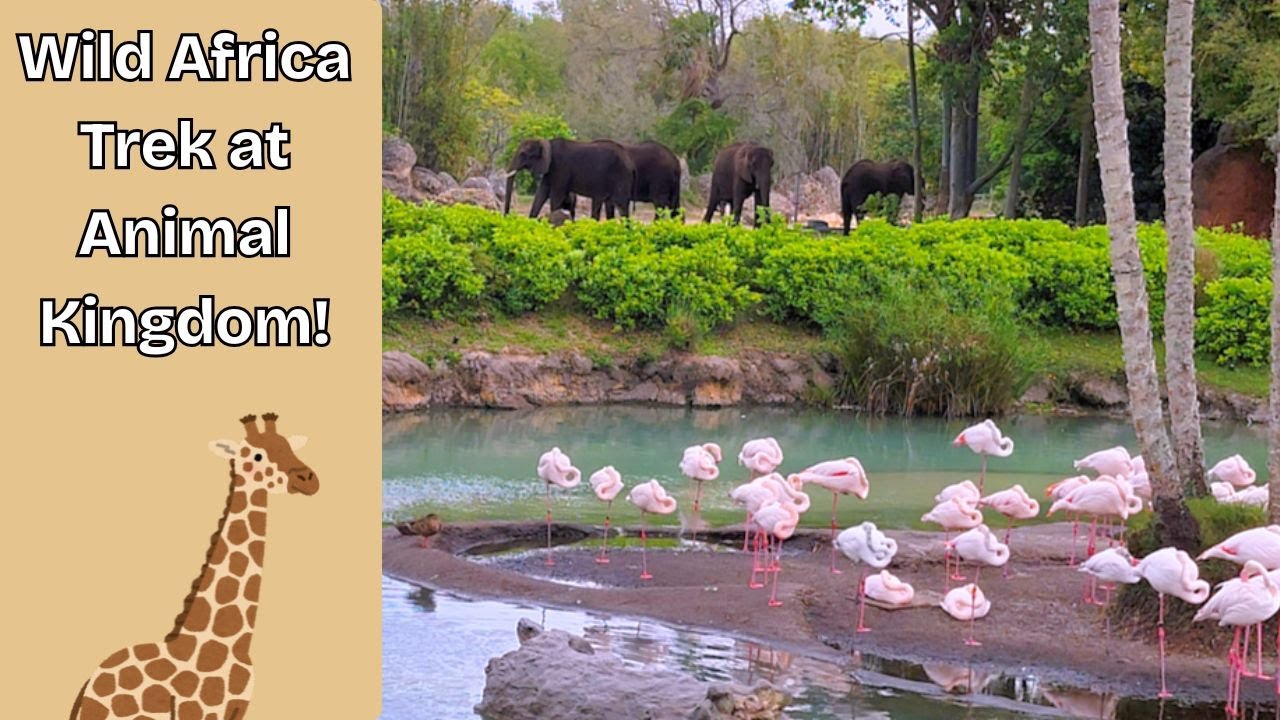 The Trail Awaits! Wild Africa Trek at Animal Kingdom