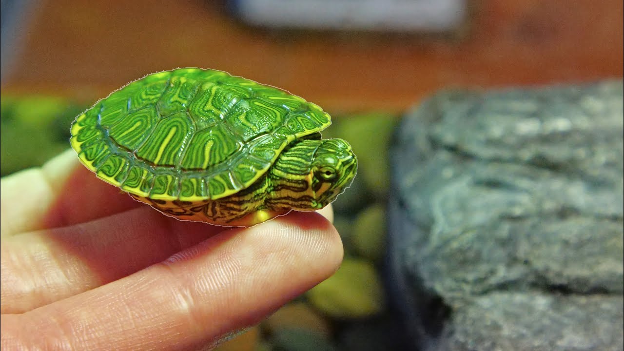 Hand Feeding My Pet Baby Turtle!