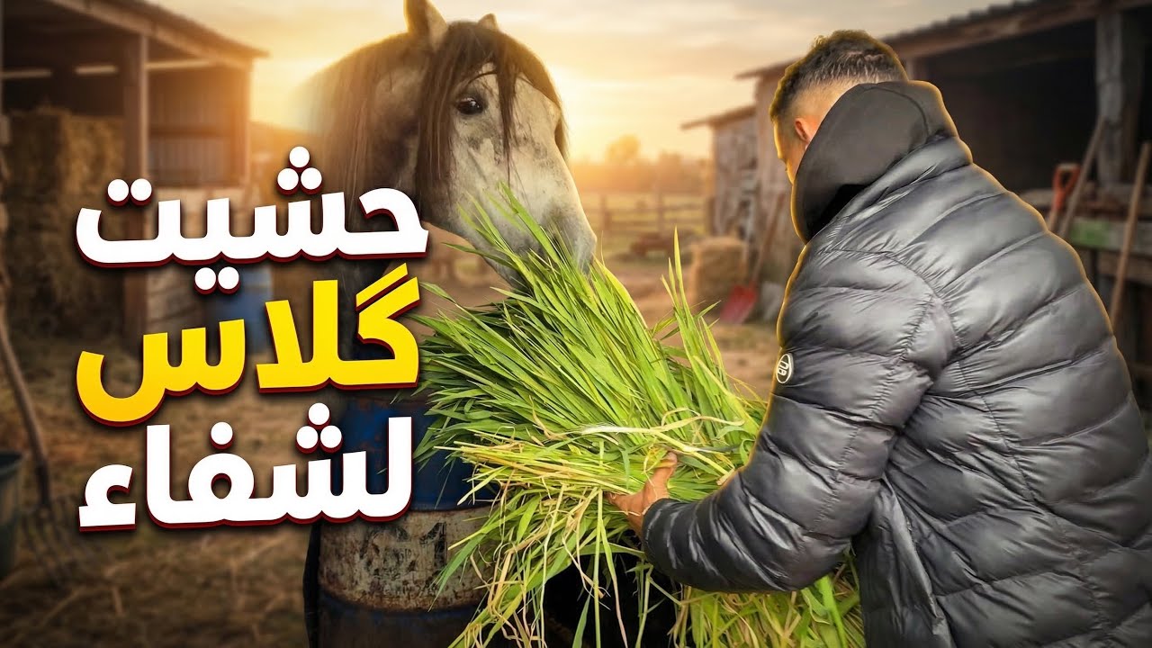 حشيت گلاس لشفاء معلومات على المنجل