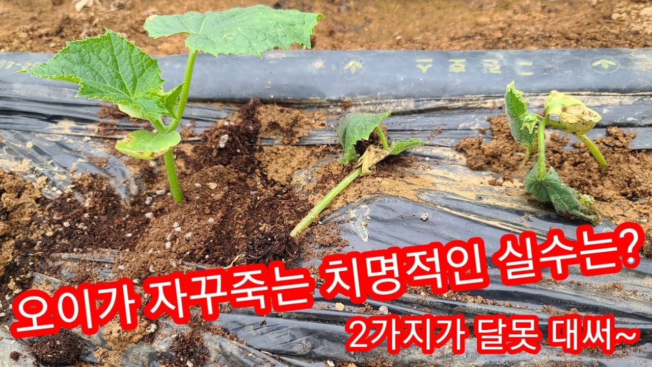 오이,고추,참외등 계속 모든 농작물 죽어나가는 이유~ 주말농장,텃밭,귀농,귀촌,전원일기