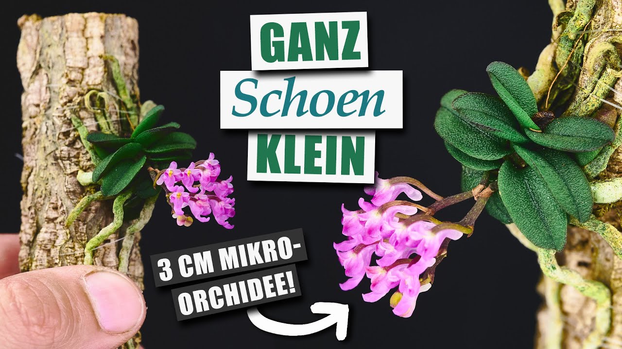 Schoenorchis fragrans & scolopendria - Unsere kleinsten Pflanzen!  | Pflanzen-Portrait