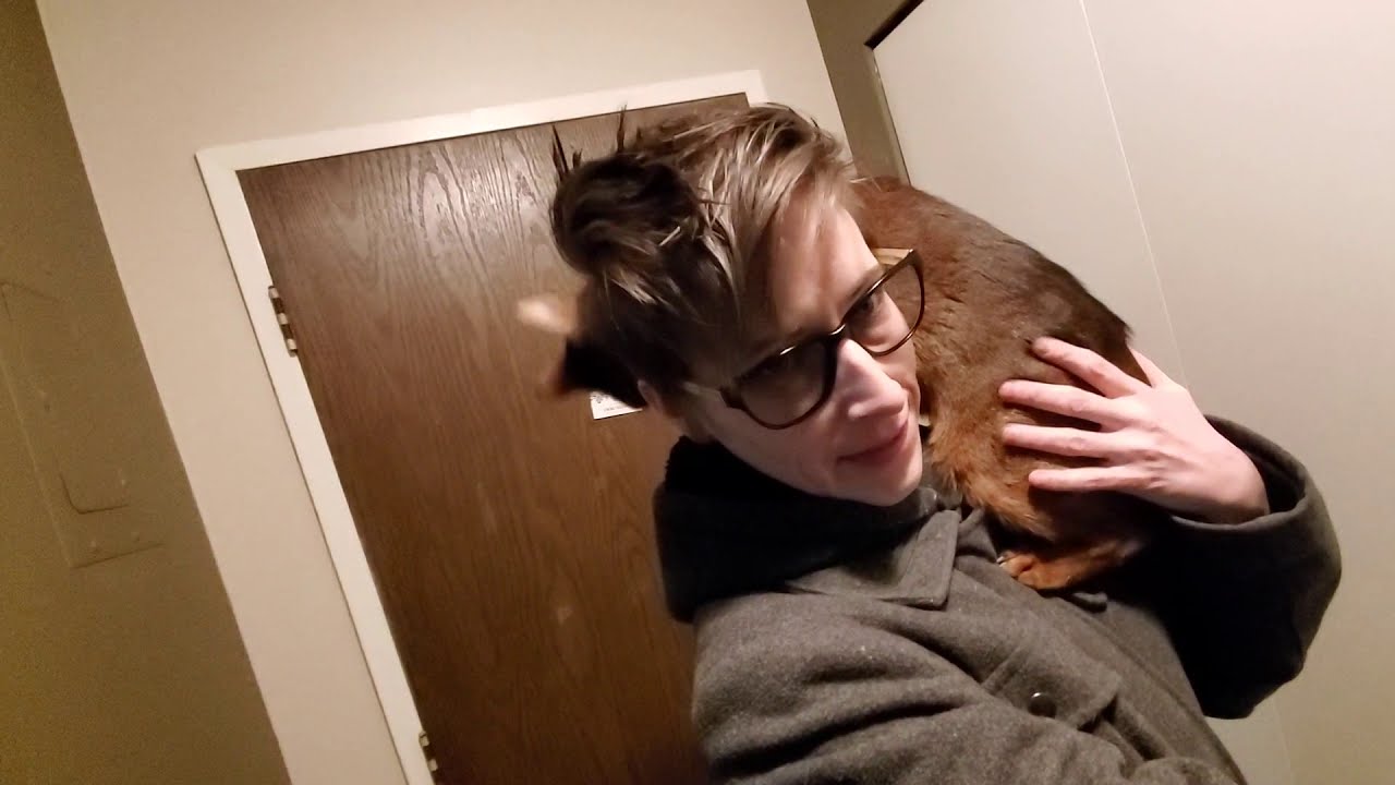 How my Abyssinian Cat Larry greets me when I come home