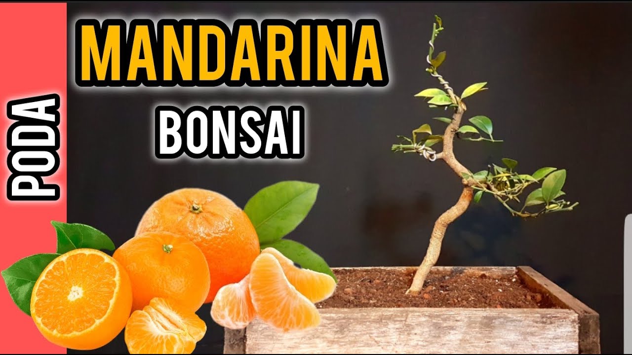 BONSAI DE MANDARINA PODA Y CORTE DE RAMA DE SACRIFICIO. FUTURO BONSAI