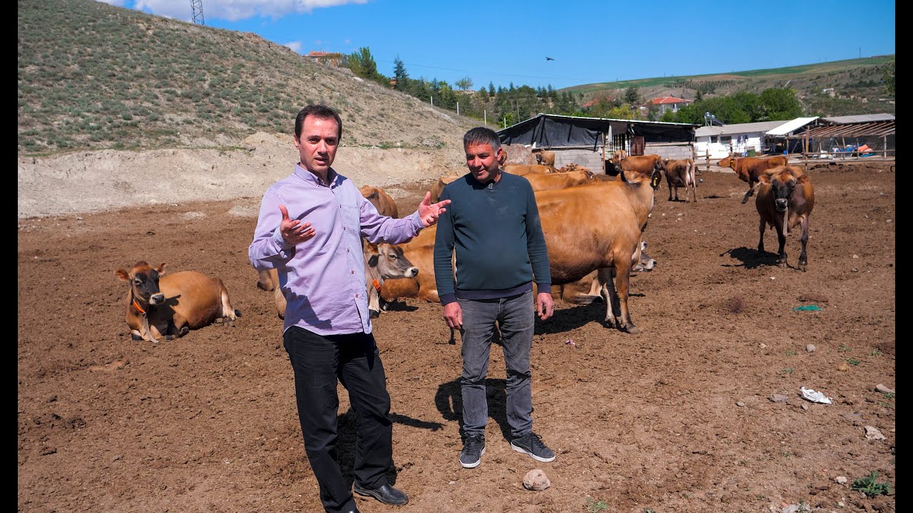 Jersey;Satılık Jersey, Buzağı, Düve varmı?